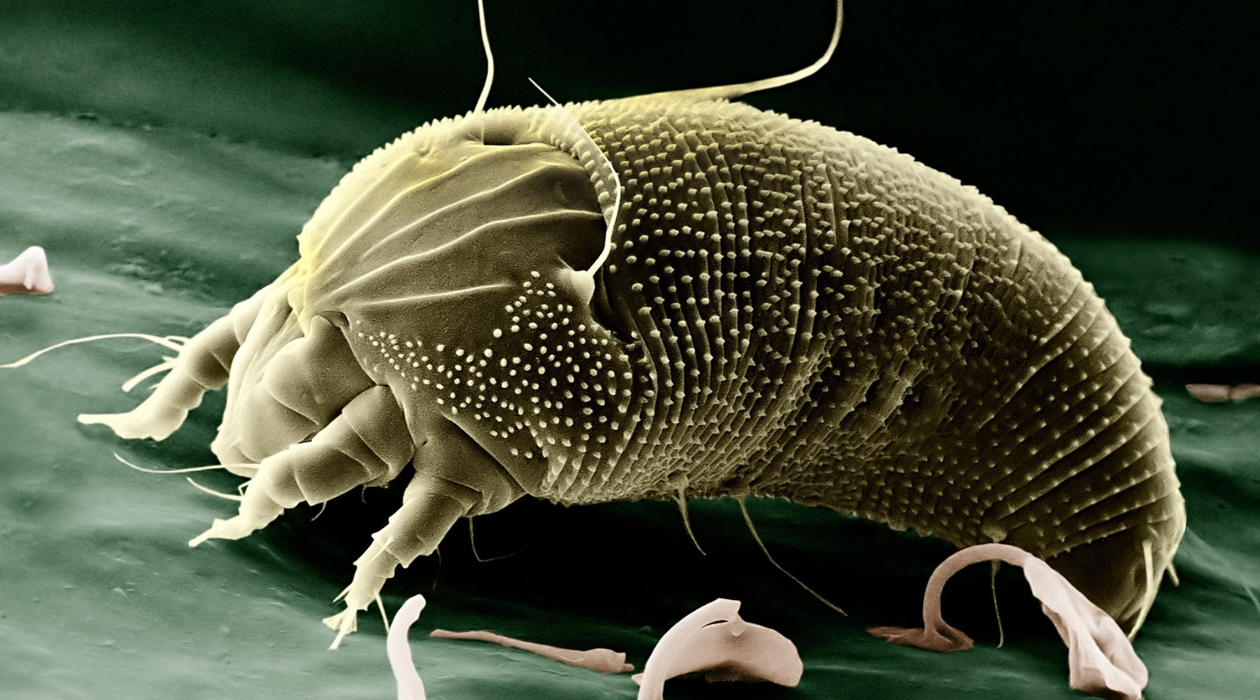 Dust Mites Be Gone - Guide to a Mite-Free Home